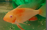 Acarichthys Heckelii Variatus Albino